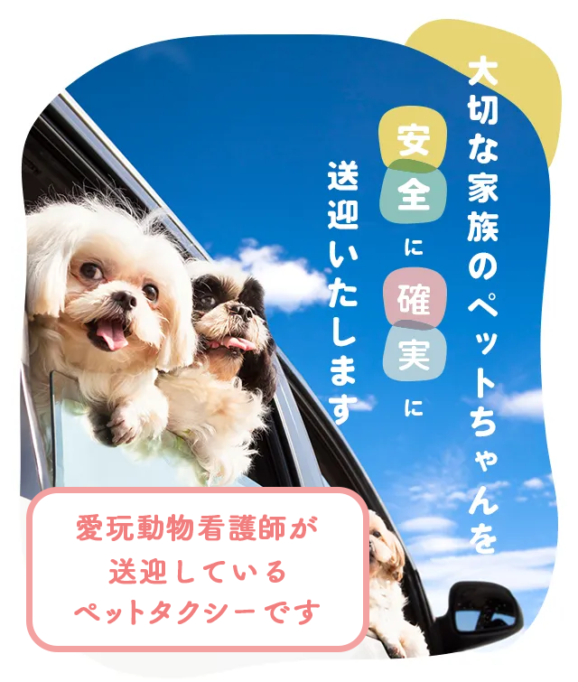 大切な家族のペットちゃんを安全に各日に送迎いたします。愛玩看護師が送迎しているペットタクシーです